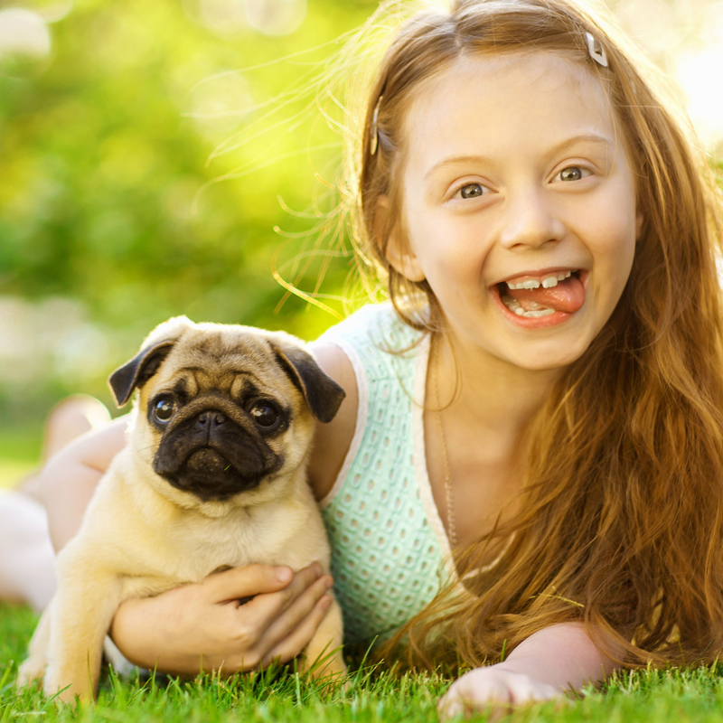 Pug Foto 3