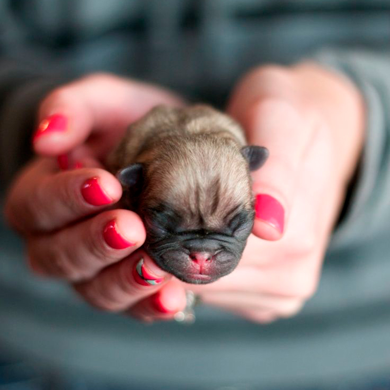 Pug Foto 4