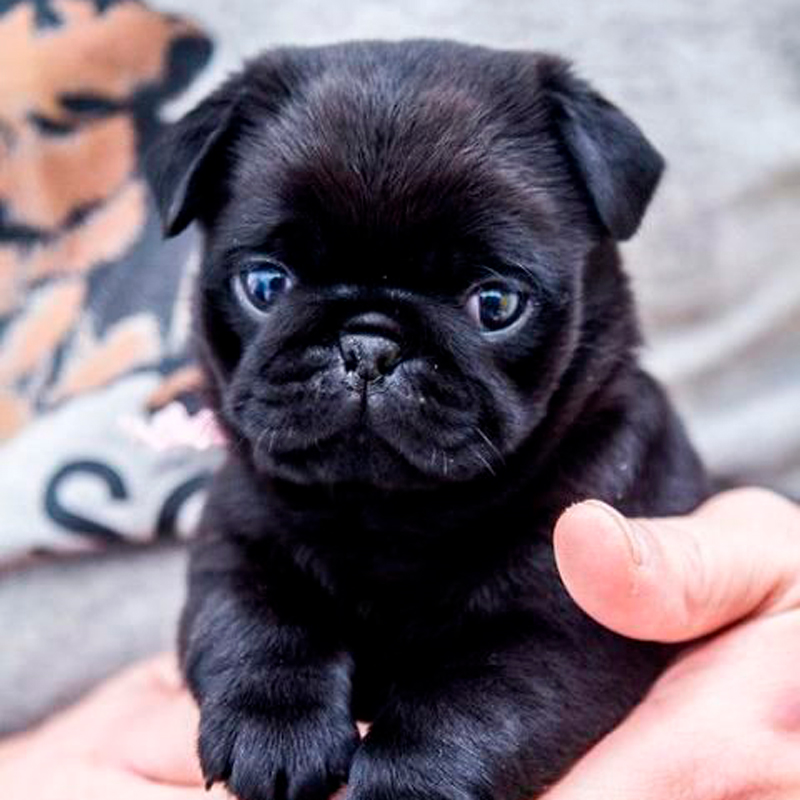 Pug Foto 6