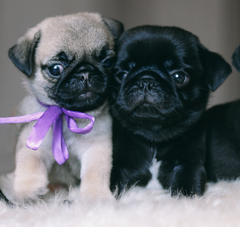 Pug Foto 7
